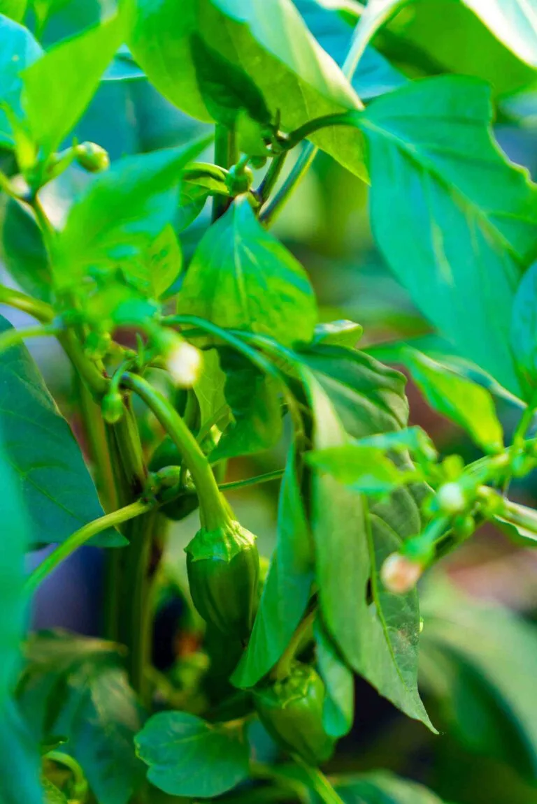 Chilis aus eigener Zucht