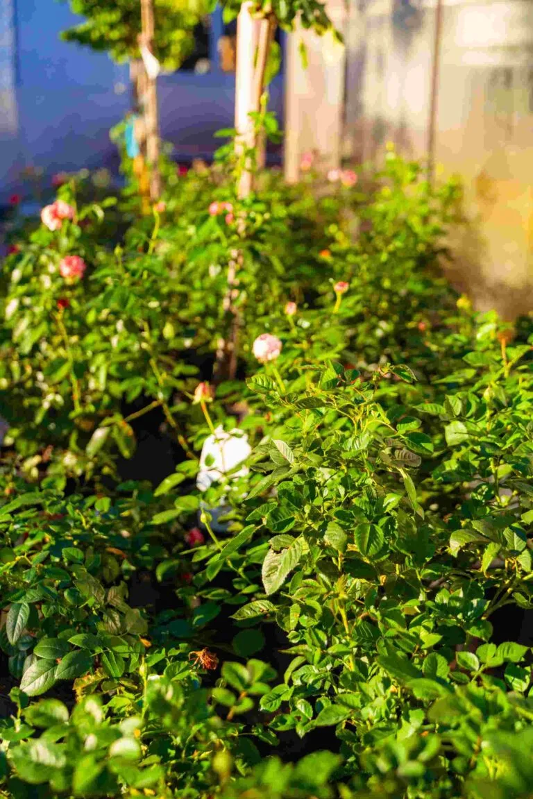 Kordesrosen in der Gärtnerei