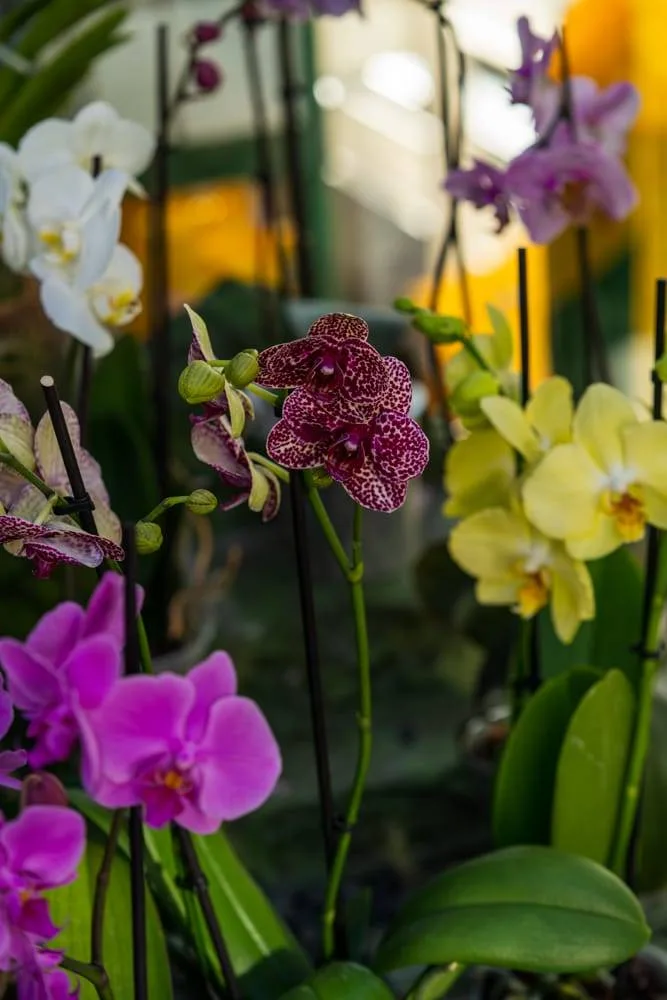 Orchideen im Blumenladen Blumen-Marr