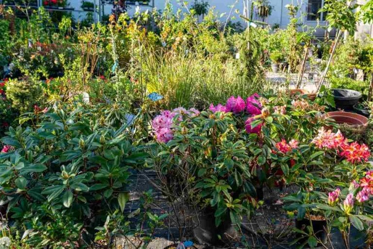 Rhododendren in der Gärtnerei