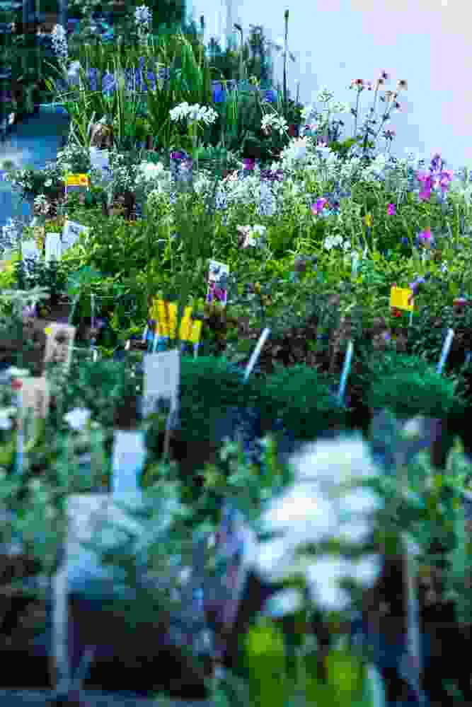 Stauden aus der Staudengärtnerei Blumen-Marr